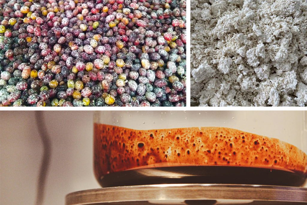 Koji fermentación Café Pasión del Barista Café proceso