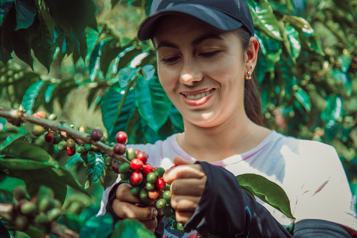 Nuevas cultivares de café Conilon (Coffea canephora)