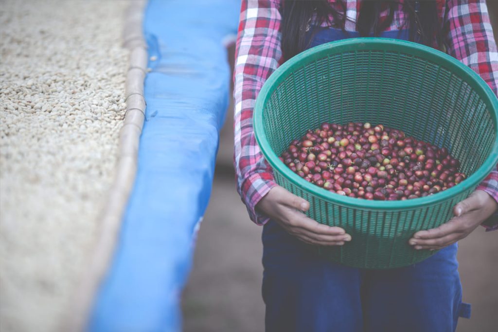 Procesos híbridos café Pasión del Barista