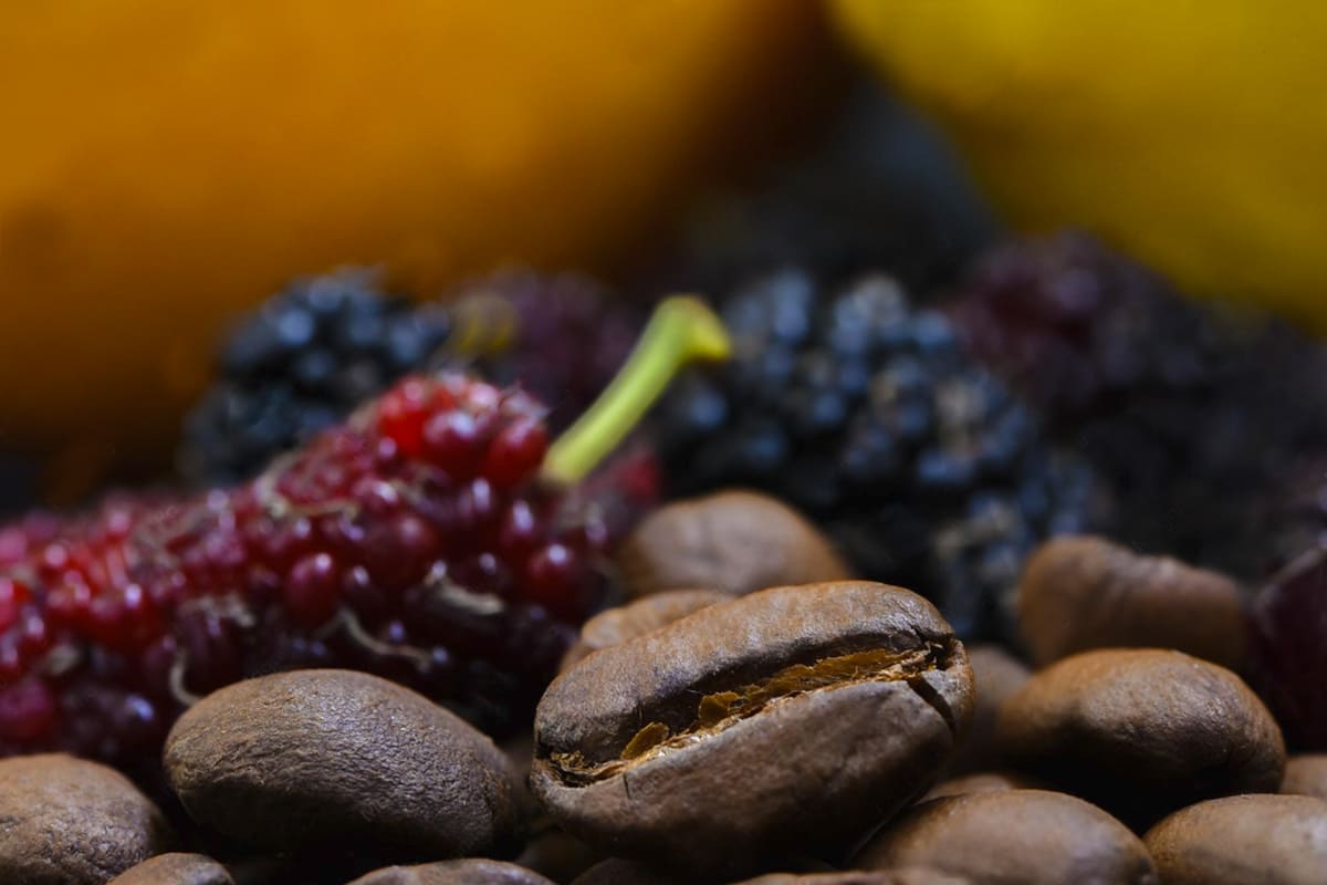 Co-fermentación (Cultivos e Infusiones)