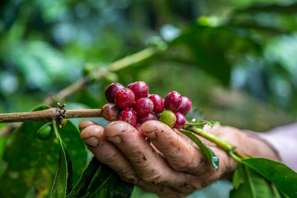 Cultivo Academia Pasión del Barista Café